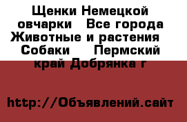 Щенки Немецкой овчарки - Все города Животные и растения » Собаки   . Пермский край,Добрянка г.